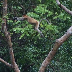 Proboscis monkey - Kinabatangan River, 14 June 2023