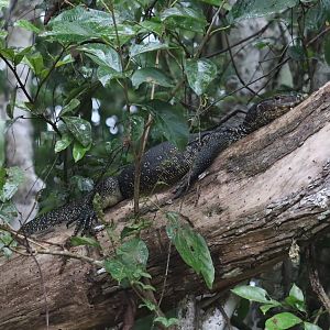 Asian water monitor - Kinabatangan River, 15 June 2023