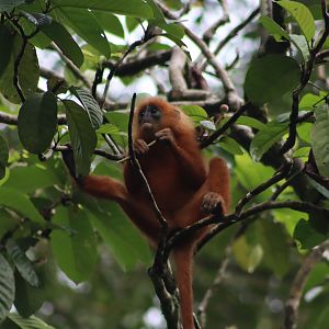 Red leaf monkey - Danum Valley Field Centre, 18 June 2023