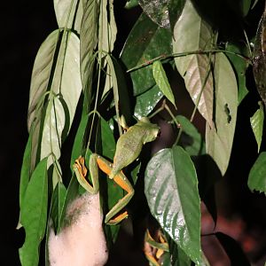 Wallace's flying frog - Danum Valley Field Centre, 18 June 2023