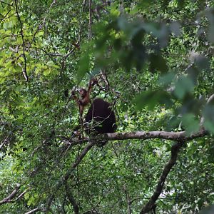 Bornean orangutans - Borneo Rainforest Lodge, 20 June 2023