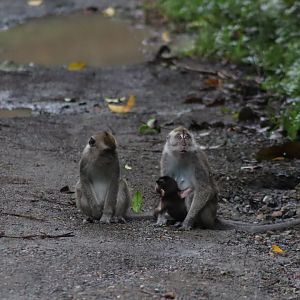 Long-tailed macaques - Danum Valley Field Centre, 21 June 2023