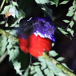 Black-crowned pitta - Danum Valley Field Centre, 21 June 2023