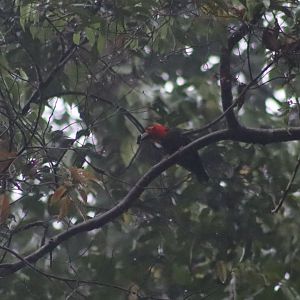Bornean bristlehead - Danum Valley Field Centre, 21 June 2023