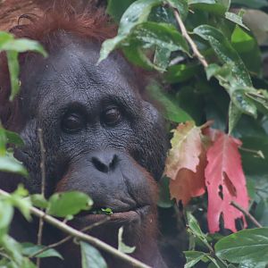 Bornean orangutan - Danum Valley Field Centre, 22 June 2023