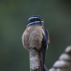 Whiskered treeswift - Danum Valley Field Centre, 23 June 2023
