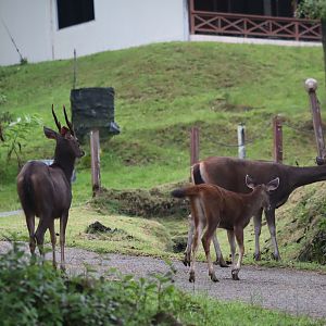 Sambar - Danum Valley Field Centre, 23 June 2023