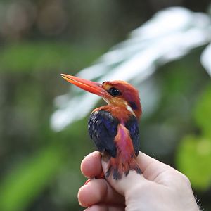 Oriental dwarf kingfisher - Danum Valley Field Centre, 25 June 2023