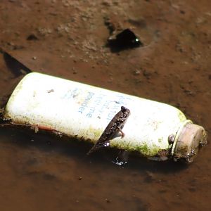 Mudskipper and baby powder - Kota Kinabalu Wetland Centre, 27 June 2023
