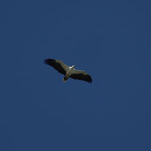White-bellied sea eagle - Tanjung Aru beach, 27 June 2023
