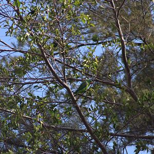 Blue-naped parrot - Tanjung Aru beach, 27 June 2023