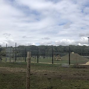 View of Lion Enclosure From Car Park