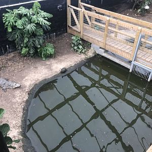 Broad-Snouted Caiman Enclosure