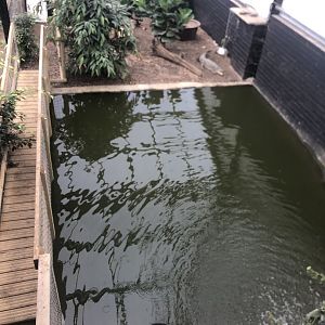 Cuban Crocodile Eclosure