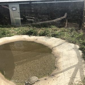 Outdoor Area for American Alligator