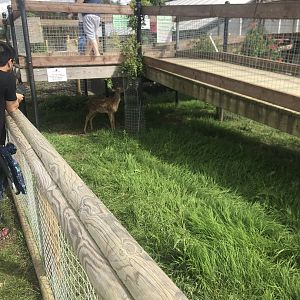 Deer Enclosure (Fallow?)