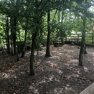 Racoon Dog Enclosure