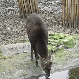 Indian Hog Deer - Zooparc de Beauval - 01/2023