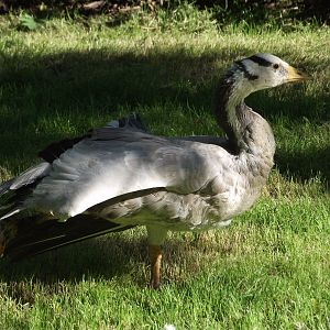 Bar-headed Goose - Zooparc de Beauval - 08/2022