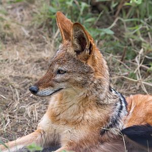 Black-backed Jackal (m) / Hamerton / 25-8-23