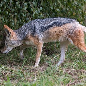Black-backed Jackal (f) / Hamerton / 25-8-23