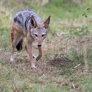 Black-backed Jackal (f) / Hamerton / 25-8-23