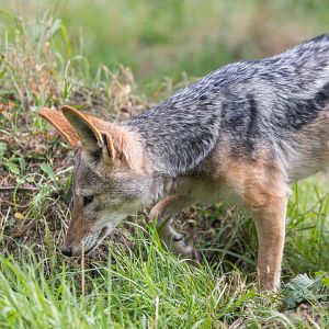 Black-backed Jackal (f) / Hamerton / 25-8-23