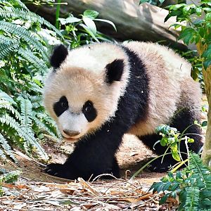 Giant Panda cub "Le Le"