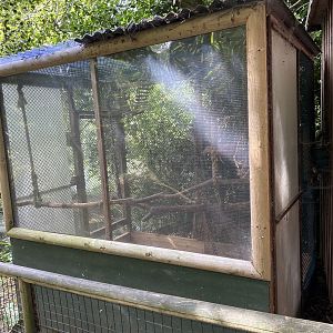 Amazona geoffroutside