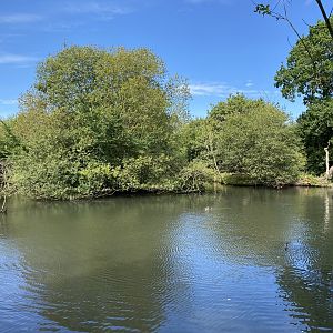 Amazona flamingo lake
