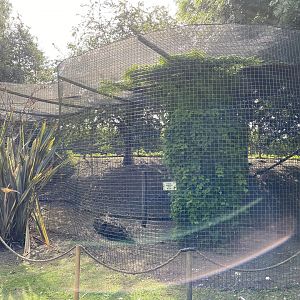 amazona caracara outside