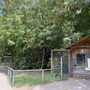amazona common marmoset house