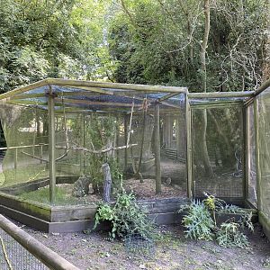 amazona common marmoset 2