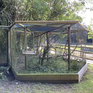 amazona common marmoset