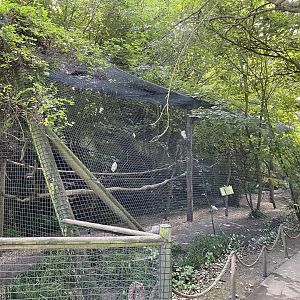 amazona aviary 2