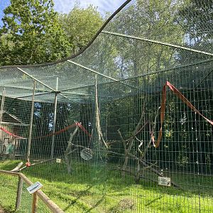 amazona geoffroy spider monkey