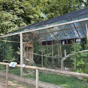 amazona great horned owl