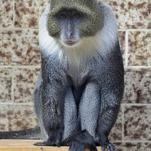 Sykes' monkey (Cercopithecus albogularis)