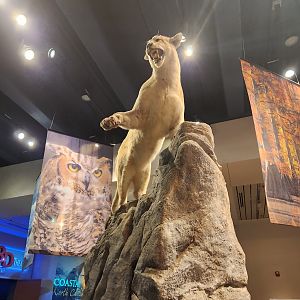 NCMNS - Cougar on rock