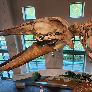 NCMNS - Whale skeleton