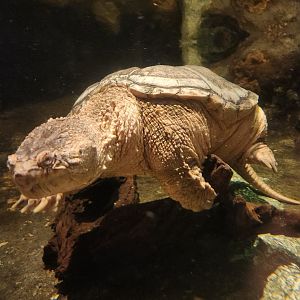 NCMNS - Common Snapping Turtle