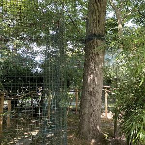 amazona ocelot outside