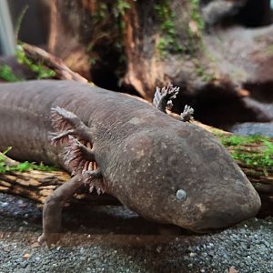 NCMNS - Greater Siren