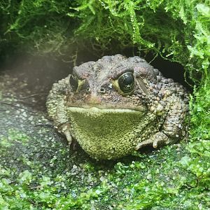 NCMNS - Southern Toad