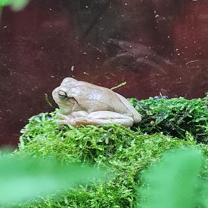 NCMNS - Pinewoods Tree Frog