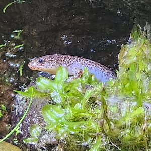 NCMNS - Red Salamander