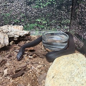 NCMNS - Eastern Hognose Snake