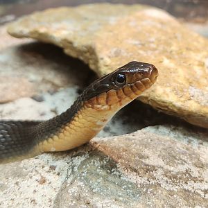 NCMNS - Plain-bellied Water Snake