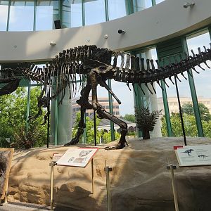 NCMNS - Acrocanthosaurus