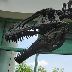 NCMNS - Acrocanthosaurus skull closeup